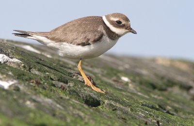 Common Ringed Plover - Bontbekplevier - Charadrius hiaticula