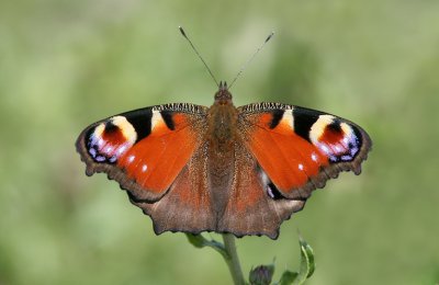 g1/52/959152/3/126730138.njuWZwDU.jpg