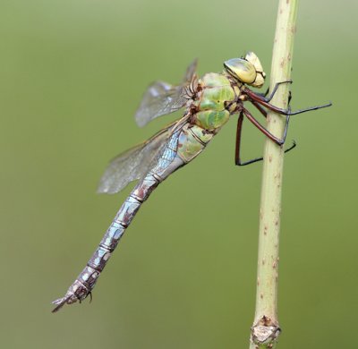 g1/52/959152/3/126755434.DJhQAP6T.jpg