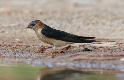 Red-rumped Swallow - Roodstuitzwaluw - Hirunda daurica