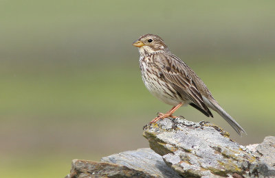 Corn Bunting - Grauwe Gors - Miliaria calandra