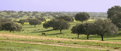 Landscape - Landschap