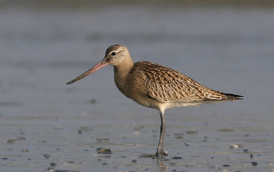 Bar-tailed Godwit - Rosse Grutto - Limosa lapponica