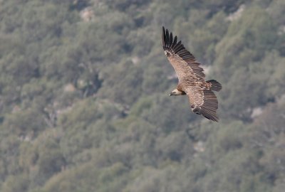 Griffon Vulture - Vale Gier - Gyps fulvus