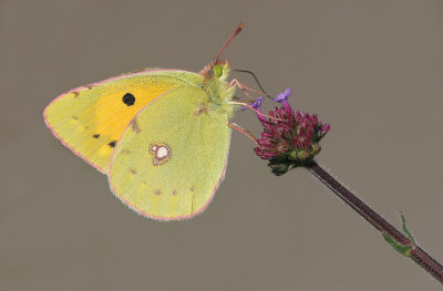 Cloude Yellow - Oranje Luzernevlinder - Colias croceus