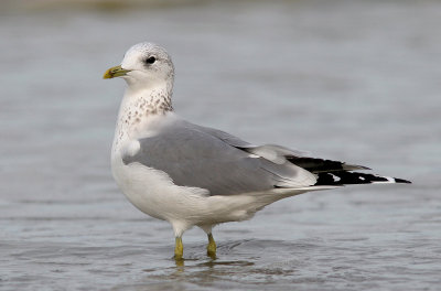 Common Gull - Stormmeeuw - Larus canus