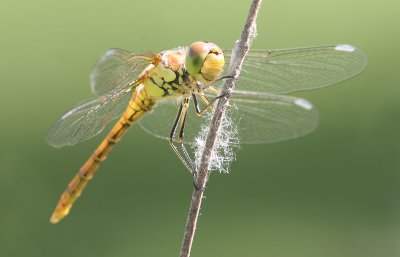 Common Darter - Bruinrode Heidelibel - Sympetrum striolatum