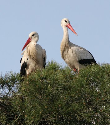 White Stork - Ooievaar - Ciconia ciconia