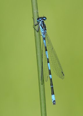 g1/52/959152/3/127344235.dZU6w7FT.jpg