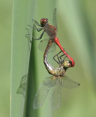 Ruddy Darter - Bloedrode Heidelibel - Sympetrum sanguineum