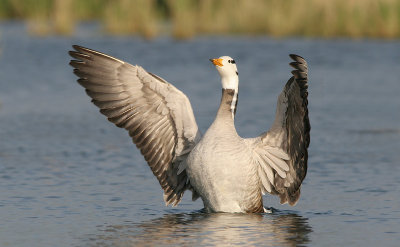 Bar-headed Goose - Indische Gans - Anser indicus