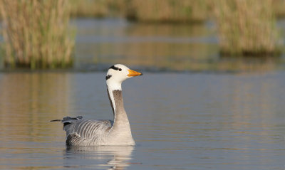 Bar-headed Goose - Indische Gans - Anser indicus
