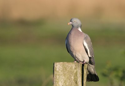 Wood Pigeon - Houtduif - Columba palumbus