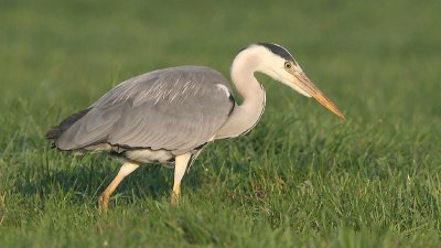 Grey Heron - Blauwe Reiger - Ardea cinerea