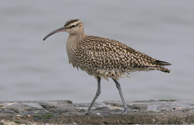 Whimbrel - Regenwulp - Numenius phaeopus