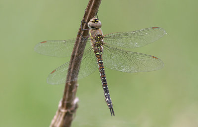 Migrant Hawker - Paardenbijter - Aeshna mixta