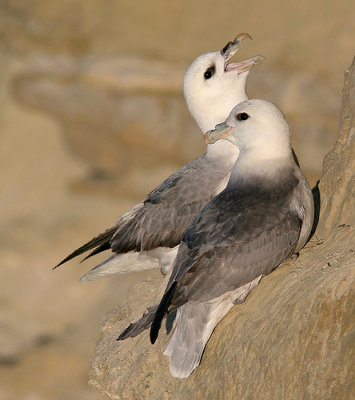 Fulmar - Noordse Stormvogel - Fulmarus glacialis