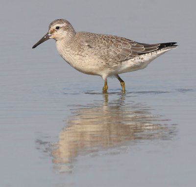 Knot - Kanoet - Calidris canutus