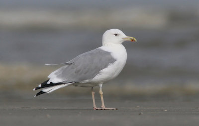 Caspian Gull - Pontische Meeuw - Larus cachinnans