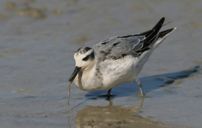 Grey Phalarope - Rosse Franjepoot - Phalaropus fulicarius