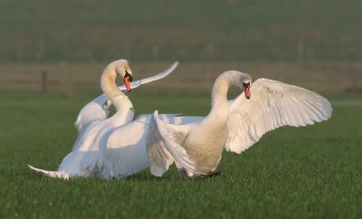 Mute Swan - Knobbelzwaan - Cygnus olor