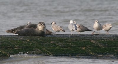Harbour Seal - Gewone Zeehond - Phoca vitulina
