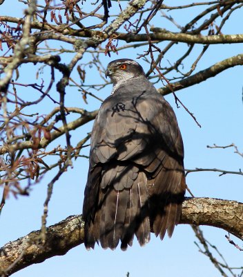     Duvhk                   Accipiter_gentilis