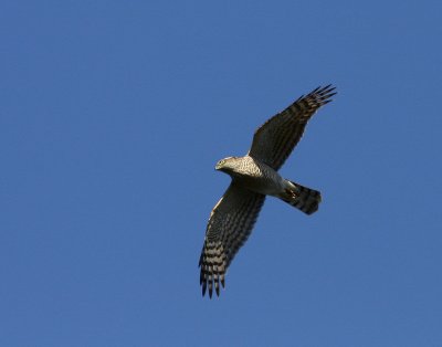 Sparvhk Accipiter_nisus