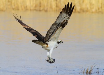 Fiskgjuse Pandion_haliaetus