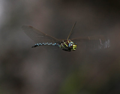 Trollslndor Dragonflies Libellen