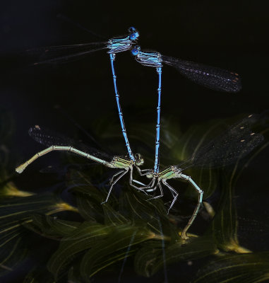 Flickslndor   Damselflies