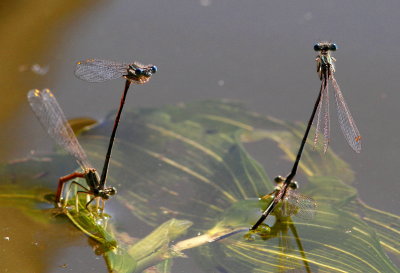 Flodflickslnda - Platycnemis pennipes -  laying eggs