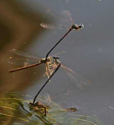 Flodflickslnda - Platycnemis pennipes - laying eggs