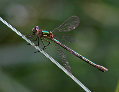 Mindre smaragdflickslnda - Lestes virens