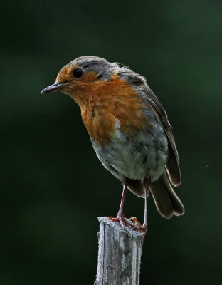 Rdhake Erithacus_rubecula