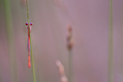 Small red damselfly (Ceriagrion tenellum)