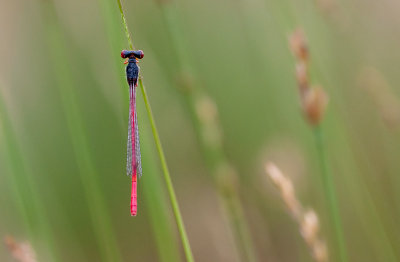 Small red damselfly (Ceriagrion tenellum)