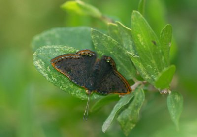 Red Bordered Metalmark (male) 0887