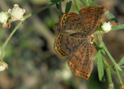 Red Bordered Metalmark Female 0912.jpg