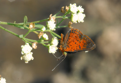 Red Bordered Metalmark Underside 0935.jpg