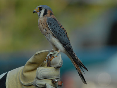 Mike's first kestrel