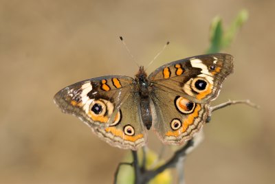 Buckeye