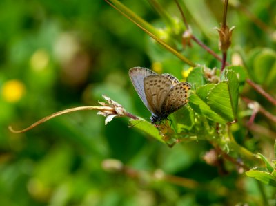 Acmon Blue