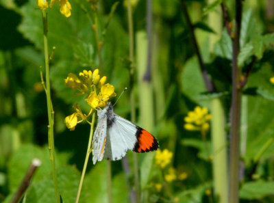 Sara Orange Tip