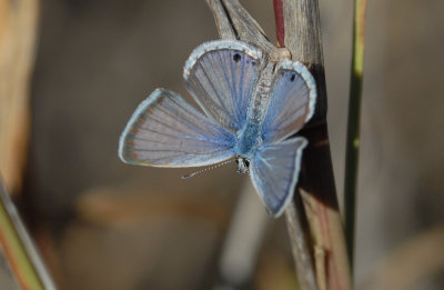 Hemiargus isola (male)