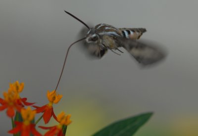 eWhiteLinedMorningSphinx_0629.jpg
