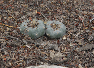 eLophophoraWilliamsonii_0696.jpg