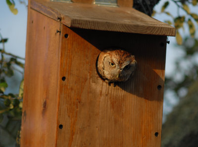 Red adult female Screech Owl