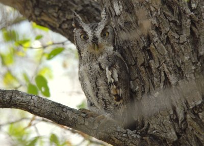 Grey Phase Screech Owl