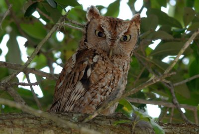 Female Red Phase Screech Owl 0835